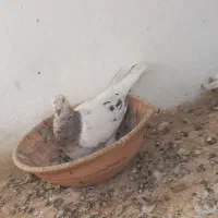 جفت سار خشگل