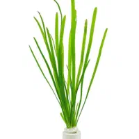 گیاه آکواریومی گندمی Vallisneria americana