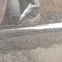 کفتر|پرنده|داراب, |دیوار