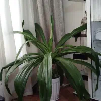 گل سوسن عنکبوتی