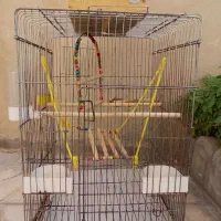 قفس عروس هلندی