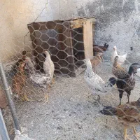 خروس