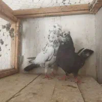 تعدادی مایه نروماده گرویی به شرط