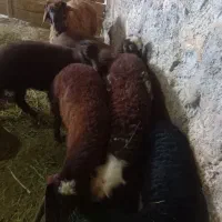بره
