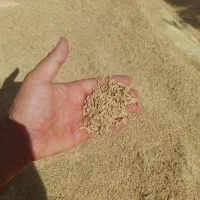 شلتوک|خدمات باغبانی و درختکاری|پارسآباد, |دیوار