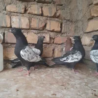کفترسینه ای جوجه موجوده