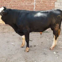 گاو نر
