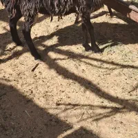 بره ماده فروشی یک ساله