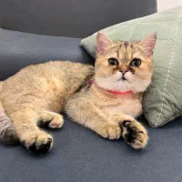 گربه بریتیش ماده