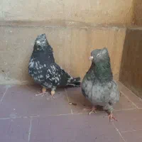 کبوتر