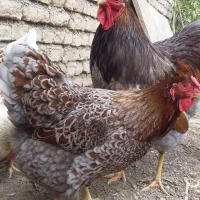 تخم ویاندوت بلورد و اورنج