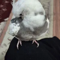 عروس هلندی گمشده
