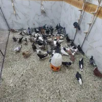 کبوتر