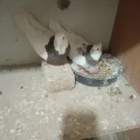 کفتر
