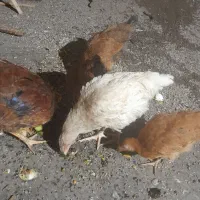جوجه مرغ ۵ ماهه