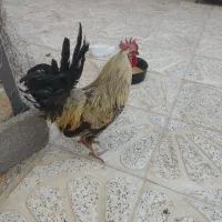 حیوانات خانگی
