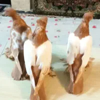 کبوتر زینتی عتیقه