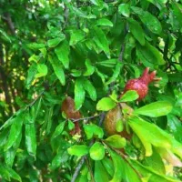 مشارکت.مغازه از ما کار با شما ترجیحا غذایی