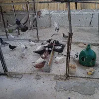 کبوتر خوب وبپر