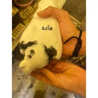 یک جفت کبوتر طوقی مشکی|پرنده|شاهین‌شهر, شهرک گلدیس|دیوار