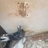 کبوتر سالم