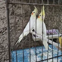 عروس هلندی  جفت معاوضه میکنم با مرغ