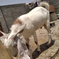 ۳کهره نر درجه ۱