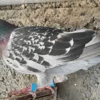 کفتر پرشی آلمانی معمولی