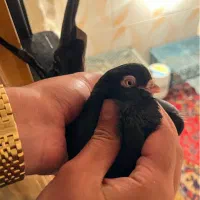 کفتر