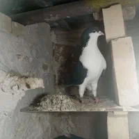 کفتر رنگه نر پرشی