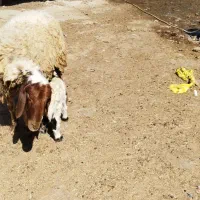 بره شیری سه روزه