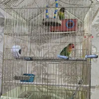 طوطی برزیلی با قفس