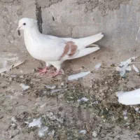 3تا کفتر