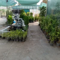 گل های آپارتمانی و باغچه ای