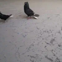 دو‌ عدد دم سفید نقش