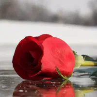 سیمکارت رند