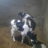 ۲راس گوساله ۳۳روزه