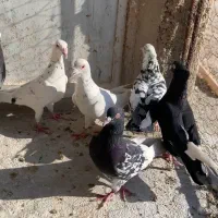 کبوتر|پرنده|شیراز, جوادیه|دیوار