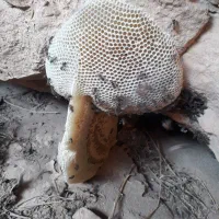 عسل کوهی طبیعی