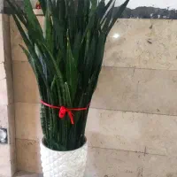 گل سانسوریا