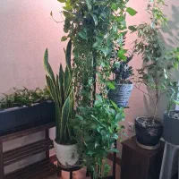 استند گلدان