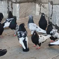کبوتر