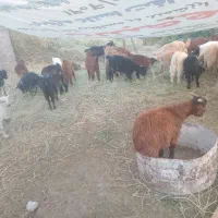 کره