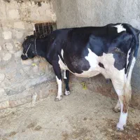 گاو هلشتین آبستن