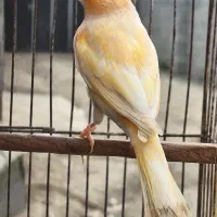 قناری نر‌
