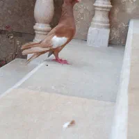 سرک زرد
