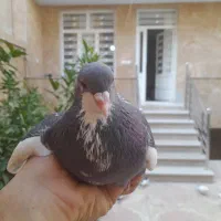 کبوتر شهری وبهبهانی