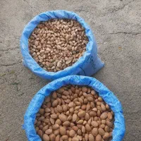 بادام سنگی و کاغذی