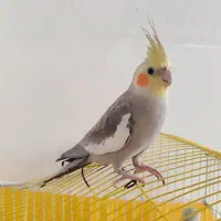 عروس هلندی