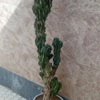کاکتوس ۲۰ساله